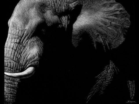 Wildlife Scratchboards III Black Ornate Wood Framed Art Print with Double Matting by Chapman, Julie T.