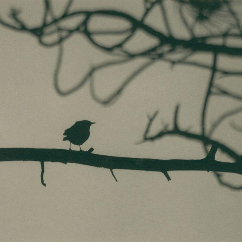 Caligraphy Bird II Black Modern Wood Framed Art Print by Ray, Elena