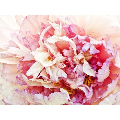 Monets Peony I White Modern Wood Framed Art Print by Perry, Rachel