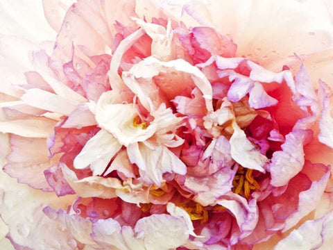 Monets Peony I White Modern Wood Framed Art Print with Double Matting by Perry, Rachel
