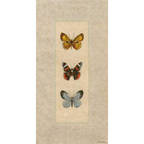 Butterfly Trio II Black Modern Wood Framed Art Print with Double Matting by Russell, Wendy