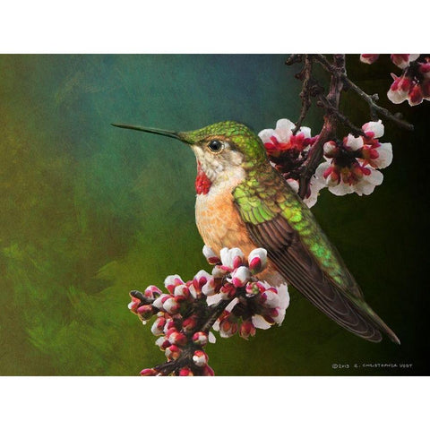 Hummer with Blossoms Black Modern Wood Framed Art Print with Double Matting by Vest, Chris
