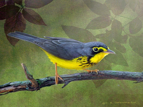 Canada Warbler Black Ornate Wood Framed Art Print with Double Matting by Vest, Chris