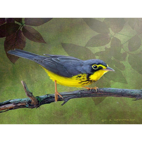 Canada Warbler Black Modern Wood Framed Art Print with Double Matting by Vest, Chris