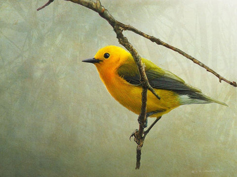 Prothonotary Warbler White Modern Wood Framed Art Print with Double Matting by Vest, Chris