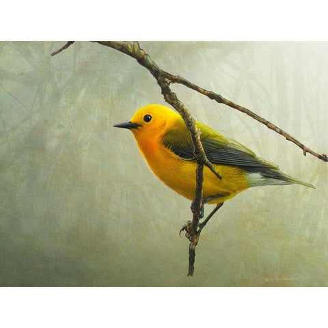 Prothonotary Warbler Gold Ornate Wood Framed Art Print with Double Matting by Vest, Chris