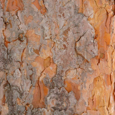 Natures Textures VII Black Modern Wood Framed Art Print by Vision Studio