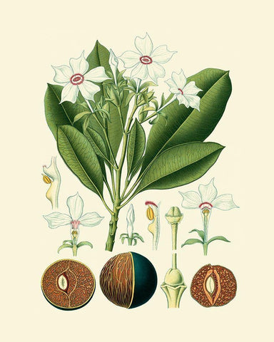 Botanical Glory IV Black Ornate Wood Framed Art Print with Double Matting by Vision Studio