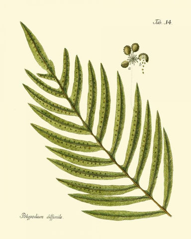 Antique Fern I Black Ornate Wood Framed Art Print with Double Matting by Vision Studio