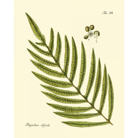 Antique Fern I Black Modern Wood Framed Art Print with Double Matting by Vision Studio