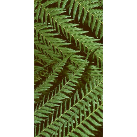 Patterned Nature II Gold Ornate Wood Framed Art Print with Double Matting by Vision Studio