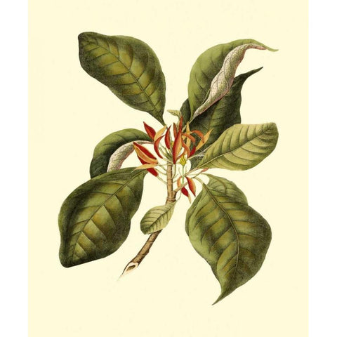 Magnificent Foliage III White Modern Wood Framed Art Print by Vision Studio