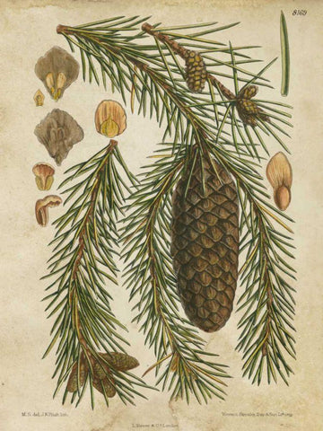 Vintage Conifers I Black Ornate Wood Framed Art Print with Double Matting by Vision Studio