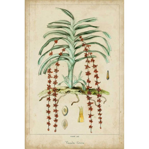 Palma Exotica IV Black Modern Wood Framed Art Print by Vision Studio