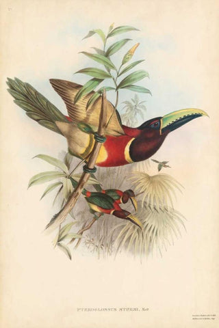 Tropical Toucans III Black Ornate Wood Framed Art Print with Double Matting by Gould, John