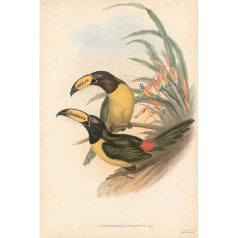 Tropical Toucans IV Black Modern Wood Framed Art Print with Double Matting by Gould, John