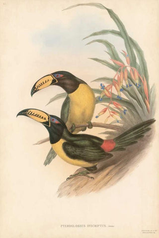 Tropical Toucans IV Black Ornate Wood Framed Art Print with Double Matting by Gould, John