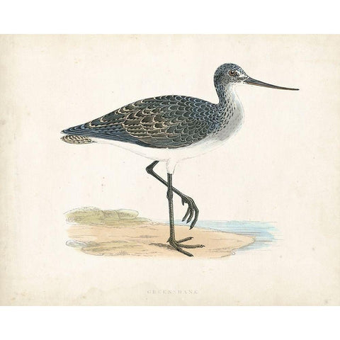 Morris Sandpiper III Gold Ornate Wood Framed Art Print with Double Matting by Morris