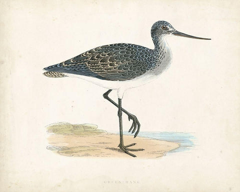 Morris Sandpiper III Black Ornate Wood Framed Art Print with Double Matting by Morris