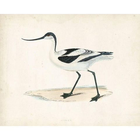 Morris Sandpiper IV Black Modern Wood Framed Art Print with Double Matting by Morris