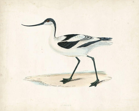 Morris Sandpiper IV Black Ornate Wood Framed Art Print with Double Matting by Morris