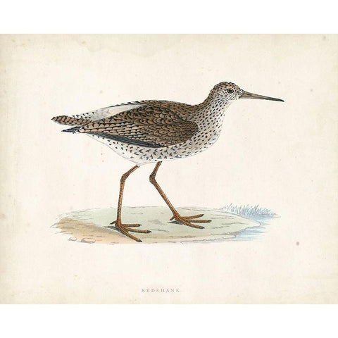 Morris Sandpiper V Gold Ornate Wood Framed Art Print with Double Matting by Morris
