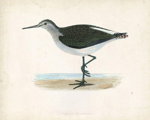 Morris Sandpiper VI White Modern Wood Framed Art Print with Double Matting by Morris