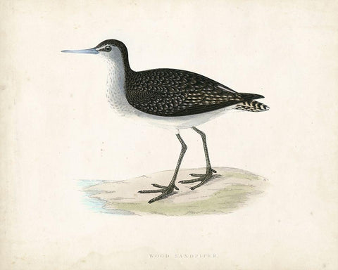 Morris Sandpiper VIII White Modern Wood Framed Art Print with Double Matting by Morris