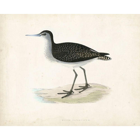 Morris Sandpiper VIII Black Modern Wood Framed Art Print with Double Matting by Morris
