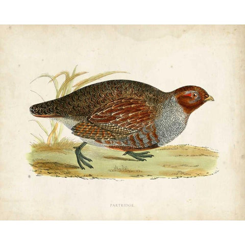 Morris Pheasants I White Modern Wood Framed Art Print by Morris