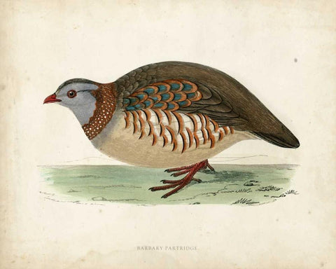 Morris Pheasants III White Modern Wood Framed Art Print with Double Matting by Morris