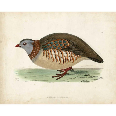 Morris Pheasants III Black Modern Wood Framed Art Print by Morris