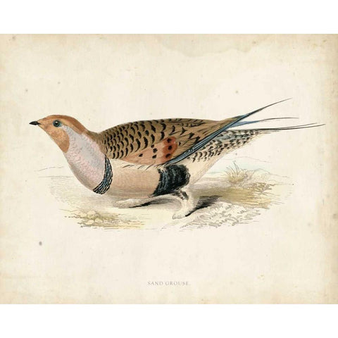 Morris Pheasants V White Modern Wood Framed Art Print by Morris