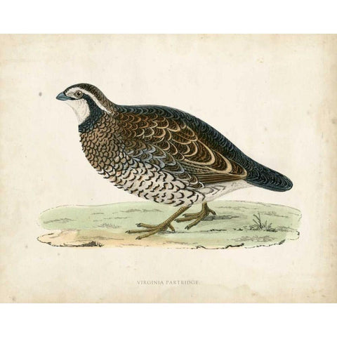 Morris Pheasants VI Black Modern Wood Framed Art Print by Morris