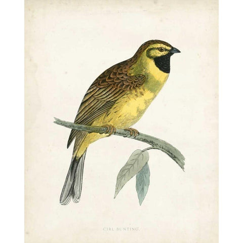 Morris Cirl Bunting Gold Ornate Wood Framed Art Print with Double Matting by Morris