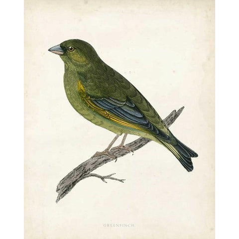 Morris Greenfinch Gold Ornate Wood Framed Art Print with Double Matting by Morris