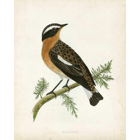 Morris Whinchat Gold Ornate Wood Framed Art Print with Double Matting by Morris