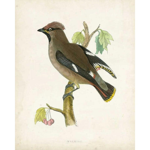 Morris Waxwing Gold Ornate Wood Framed Art Print with Double Matting by Morris