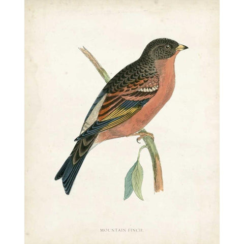 Morris Mountain Finch Black Modern Wood Framed Art Print by Morris