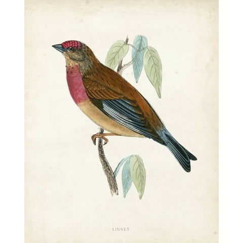 Morris Linnet Black Modern Wood Framed Art Print by Morris