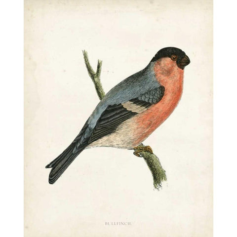 Morris Bullfinch Gold Ornate Wood Framed Art Print with Double Matting by Morris