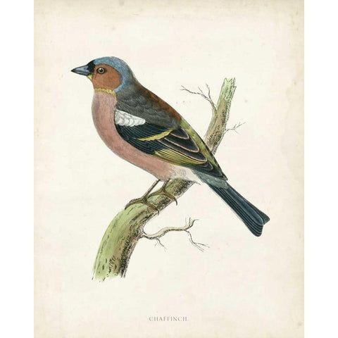 Morris Chaffinch Black Modern Wood Framed Art Print with Double Matting by Morris