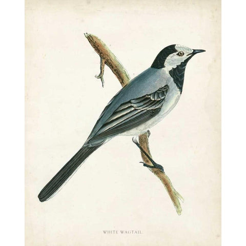 Morris White Wagtail Black Modern Wood Framed Art Print by Morris