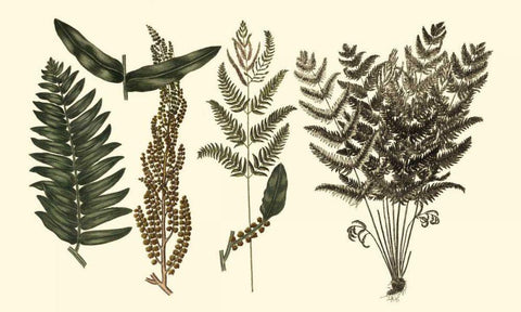 Fern Leaf Folio I Black Ornate Wood Framed Art Print with Double Matting by Oeder, Georg C.