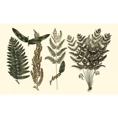 Fern Leaf Folio I Gold Ornate Wood Framed Art Print with Double Matting by Oeder, Georg C.
