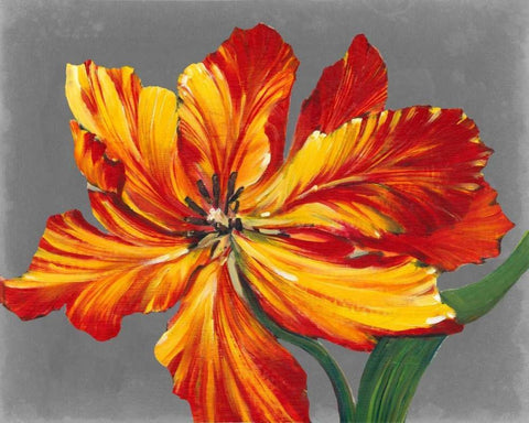 Tulip Portrait I Black Ornate Wood Framed Art Print with Double Matting by OToole, Tim