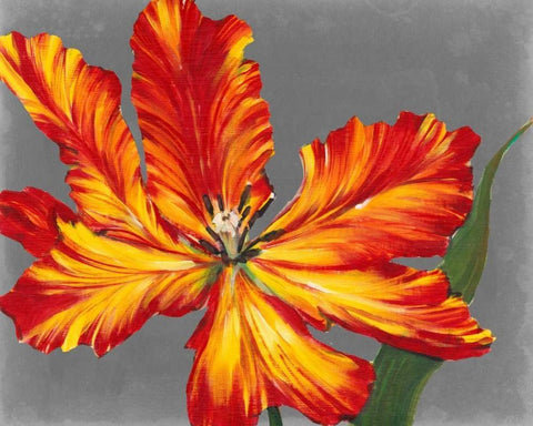 Tulip Portrait II White Modern Wood Framed Art Print with Double Matting by OToole, Tim