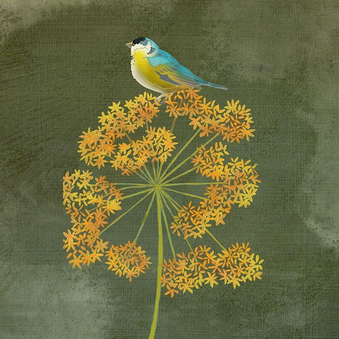 Birding Collection E White Modern Wood Framed Art Print with Double Matting by Zarris, Chariklia