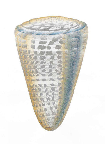 Silver Foil Shell I with Hand Color Black Ornate Wood Framed Art Print with Double Matting by Vision Studio