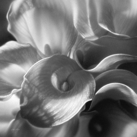Calla Lillie Bouquet Gold Ornate Wood Framed Art Print with Double Matting by Bogle, Collin